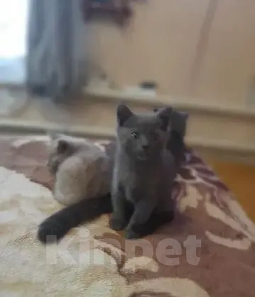 Кошки в Вышнем Волочке: Британский короткошёрстный котёнок Мальчик, 6 000 руб. - фото 6