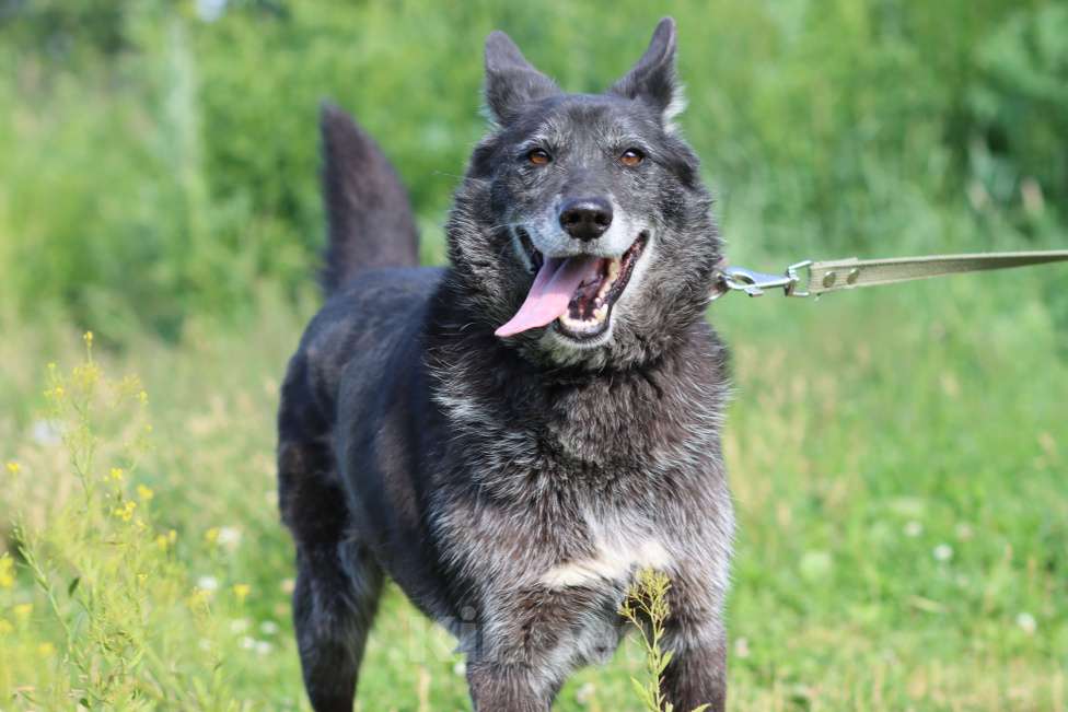 Собаки в Москве: Красивый молодой пёс в добрые руки Мальчик, Бесплатно - фото 3