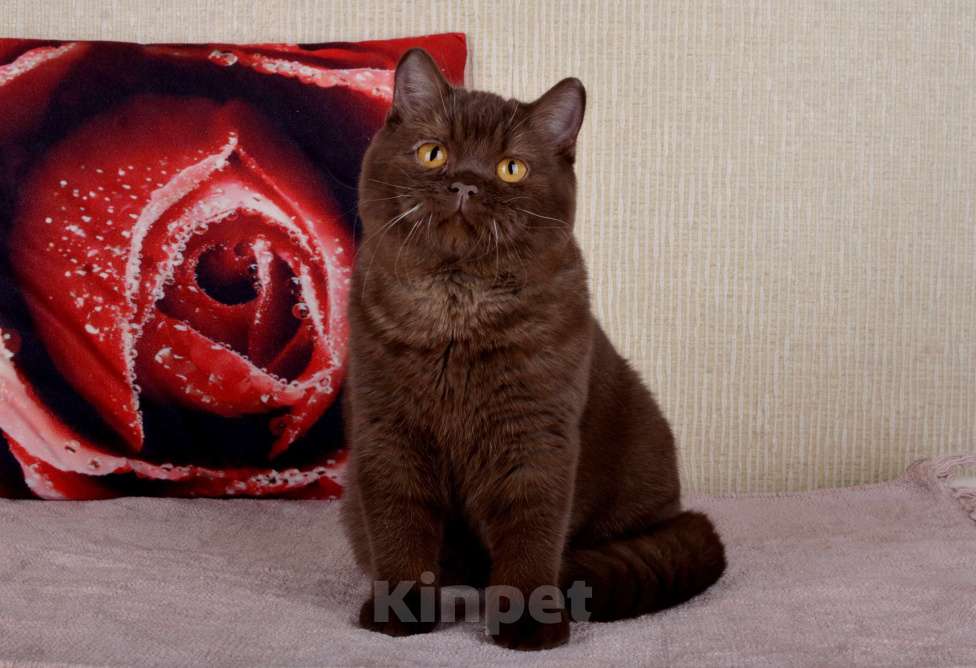 Кошки в Санкт-Петербурге: Британский шоколадный котик Мальчик, 45 000 руб. - фото 6