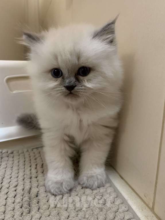 Кошки в Краснодаре: Застенчивый малыш Мальчик, Бесплатно - фото 6