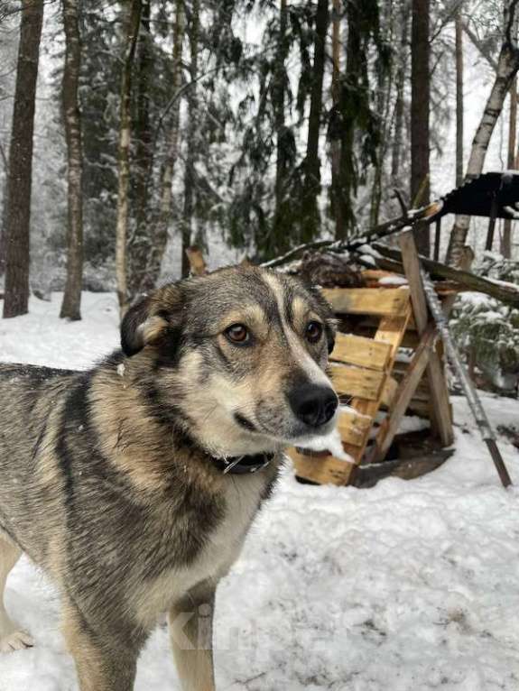 Собаки в Москве: Малышка Найда ищет дом Девочка, 1 руб. - фото 3