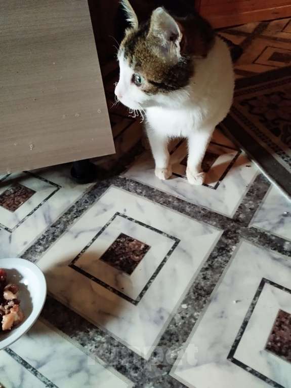 Кошки в Санкт-Петербурге: Девочка котенок Люси Девочка, 50 руб. - фото 3