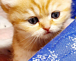 Кошки в Кудымкаре: Британские котята золотая шиншилла BRI ny11(25), 30 000 руб. - фото 2