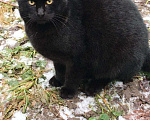 Кошки в Камызяке: Брутал-подросток 6 мес., Бесплатно - фото 4