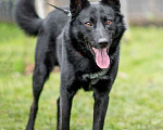 Собаки в Москве: Черный красавец Эдик, самый верный в мире пес в добрые руки Мальчик, 10 руб. - фото 3