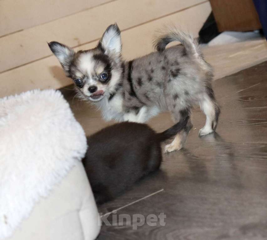 Собаки в Москве: Мраморный Чиxуaxуa. Можно с доставкoй Мальчик, 75 000 руб. - фото 3