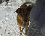 Собаки в Тюмени: ПРОПАЛА СОБАКА Мальчик, 5 000 руб. - фото 1