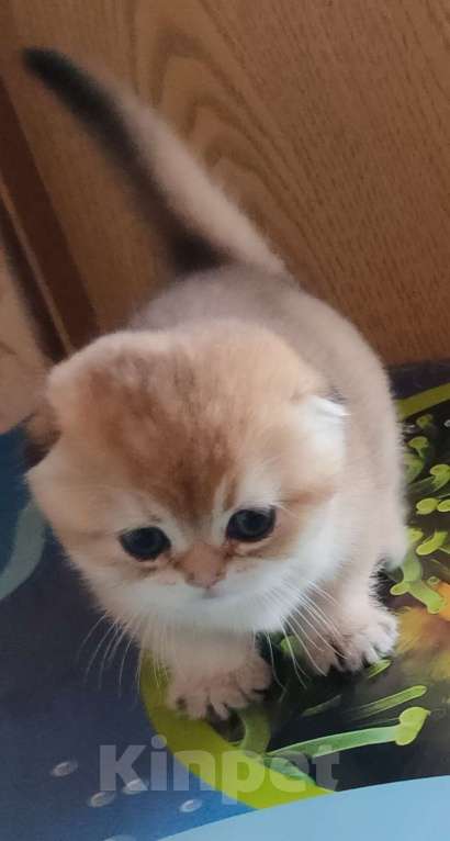 Кошки в Тольятти: Золотые шиншилы Разнополые, 35 000 руб. - фото 8