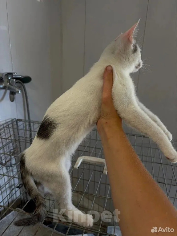 Кошки в Волгограде: Нужна помощь в пристройстве 4-х котят Девочка, Бесплатно - фото 7