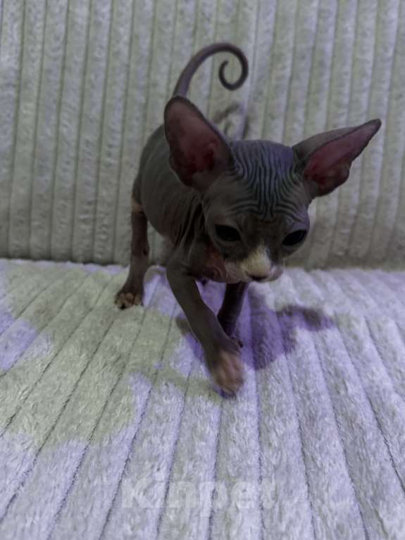 Кошки в других городах Московской области: Канадский сфинкс котенок мальчик Мальчик, 25 000 руб. - фото 8