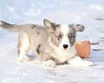 Собаки в Москве: Вельш корги кардиган -мальчик Мальчик, 60 000 руб. - фото 4