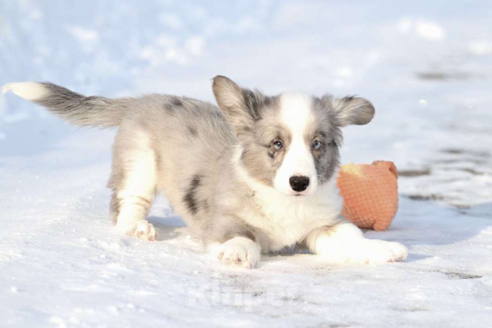 Собаки в Москве: Вельш корги кардиган -мальчик Мальчик, 60 000 руб. - фото 4