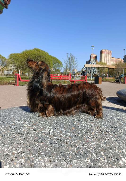 Собаки в Санкт-Петербурге: такса тигровая кроличья дл\ш сука Девочка, 150 000 руб. - фото 3