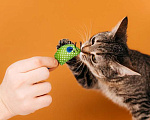 Кошки в Москве: Полосатый котенок Веста в добрые руки Девочка, 1 руб. - фото 9