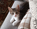 Кошки в Новороссийске: Котёнок в добрые руки Девочка, Бесплатно - фото 3