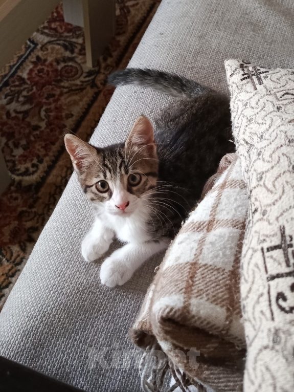 Кошки в Новороссийске: Котёнок в добрые руки Девочка, Бесплатно - фото 3