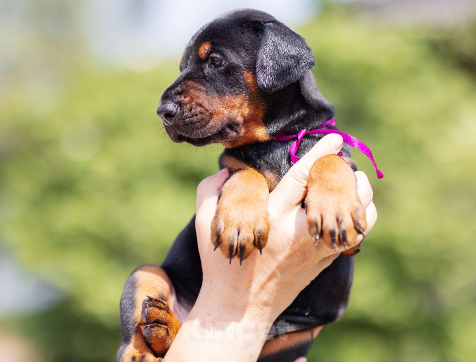 Собаки в Клине: Кобель, др 16.05.25 Мальчик, 75 000 руб. - фото 4