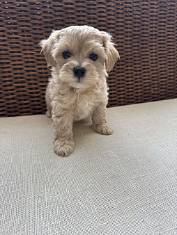 Щенки мальтипу