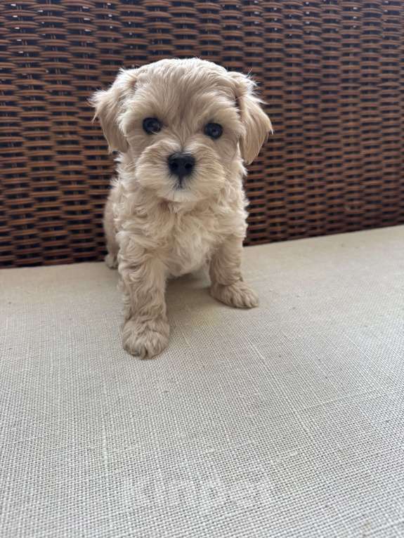 Собаки в Смоленске: Щенки мальтипу Мальчик, 100 000 руб. - фото 1