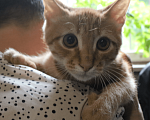 Кошки в Москве: Милый котенок в добрые руки Мальчик, 10 руб. - фото 2
