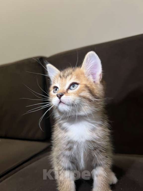 Кошки в Реутове: Шотландский прямоухий котенок Девочка, 15 000 руб. - фото 3