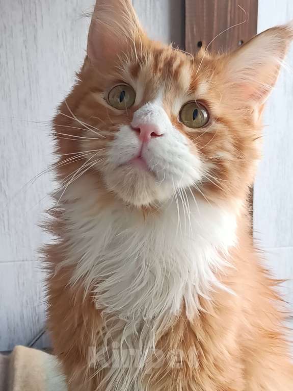 Кошки в Москве: Котенок Мейн-Кун Мальчик, Бесплатно - фото 6