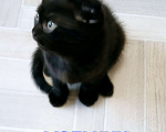 Кошки в Тольятти: Котик скотишш фолд, темный шоколад Мальчик, Бесплатно - фото 2