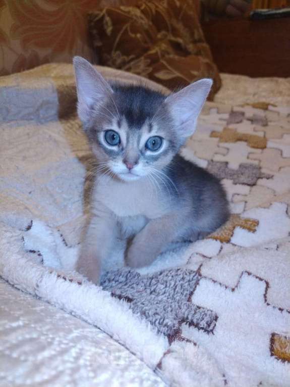 Кошки в Щелково: Абиссинские котята голубого окраса Мальчик, 22 900 руб. - фото 6