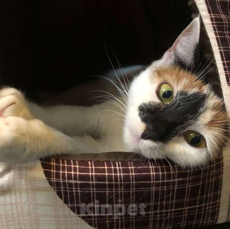 Кошки в Москве: Если бы Кики была человеком, с ней бы все хотели дружить Девочка, Бесплатно - фото 3