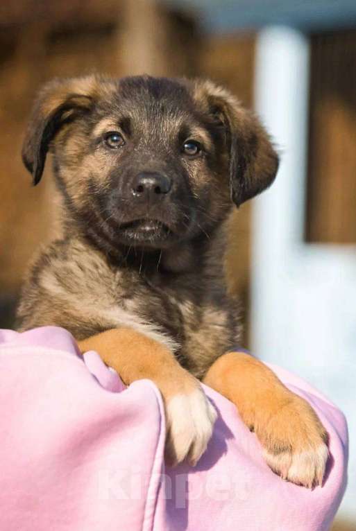 Собаки в Красногорске: Примо Мальчик, Бесплатно - фото 3