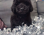 Собаки в других городах Московской области: Щенки пуделя малого и миниатюрного Мальчик, 70 000 руб. - фото 1