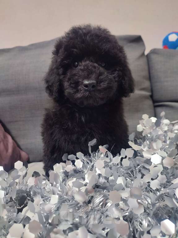 Собаки в других городах Московской области: Щенки пуделя малого и миниатюрного Мальчик, 70 000 руб. - фото 1