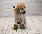 Собаки в Раменском: Китайская хохлатая щенки Девочка, 25 000 руб. - фото 4
