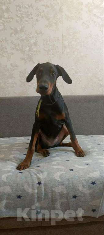 Собаки в Волгограде: Щенки собаки породы Доберман Девочка, 15 000 руб. - фото 2