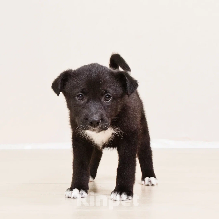 Собаки в Лосином-Петровском: Кения якутенок Девочка, Бесплатно - фото 6