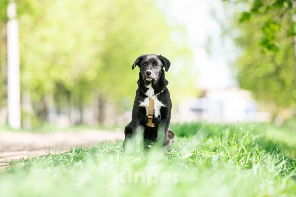 Собаки в Москве: Щенок в дар  Мальчик, Бесплатно - фото 4