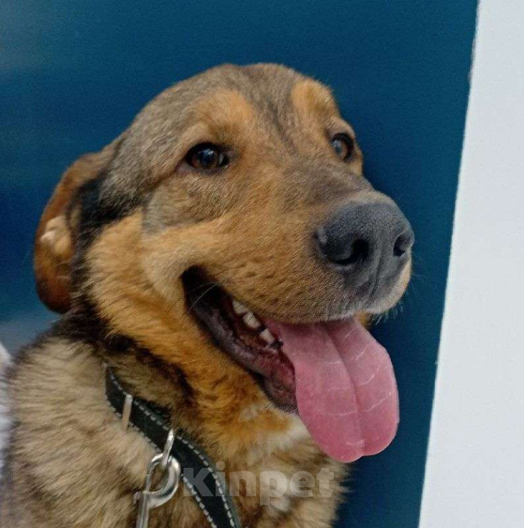 Собаки в Москве: Барни ищет семью,2 года,Привит Мальчик, Бесплатно - фото 2