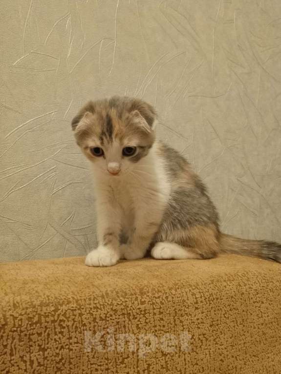 Кошки в Мытищах: Продаю котенка  Девочка, 1 000 руб. - фото 3