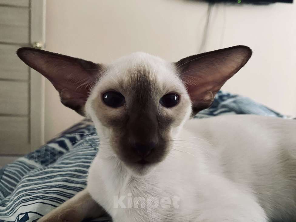 Кошки в других городах Московской области: Ориентальные котята экстрим с документами Мальчик, Бесплатно - фото 3