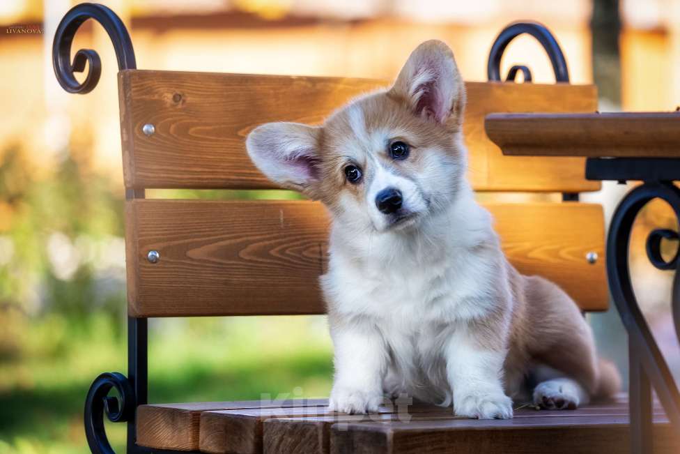 Собаки в Рыбинске: Продаю щенка вельш корги пемброк Девочка, Бесплатно - фото 5