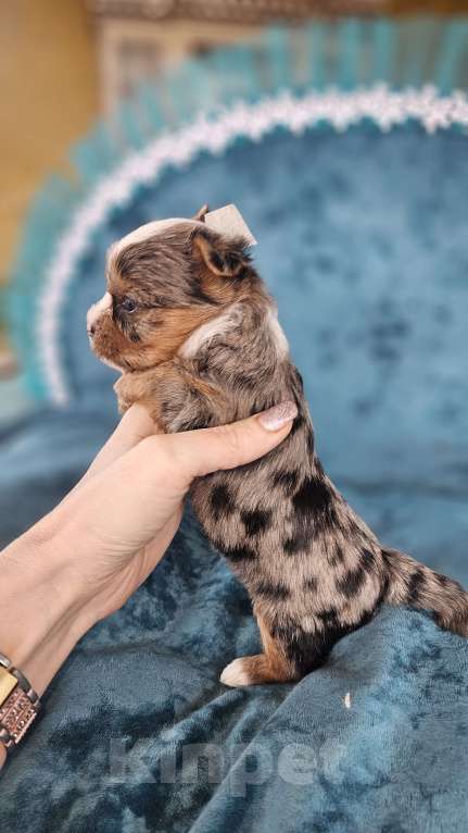 Собаки в Москве: Блю мерле йорк с голубыми глазами Мальчик, 120 000 руб. - фото 4