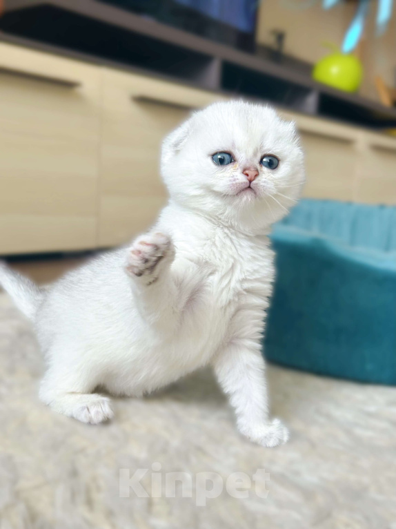 Кошки в Москве: Серебристая шиншилла Девочка, 35 000 руб. - фото 4