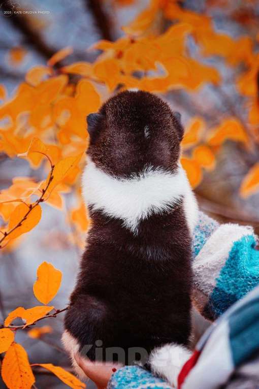 Собаки в Москве: Шикарные малыши американской акиты Девочка, 150 000 руб. - фото 6