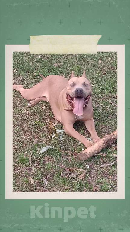 Собаки в Ульяновске:  Бронь на щенков питьбуля, 4помет прививки по возрасту, родители проживают с детьми адекватные. Мальчик, 20 000 руб. - фото 5