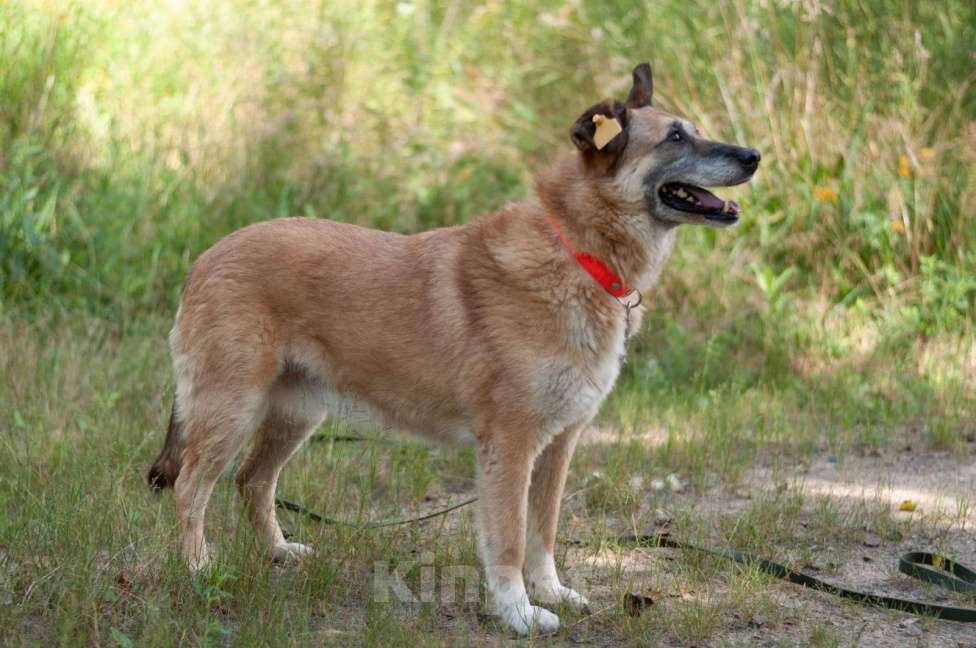 Собаки в Ногинске: Живёт в приюте уже не первый год тихая и скромная девочка. Зовут Дина. Девочка, Бесплатно - фото 9
