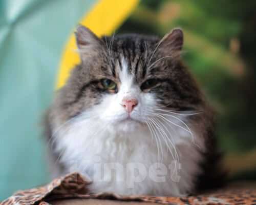 Кошки в Москве: Штрудель, 7 лет Мальчик, Бесплатно - фото 3