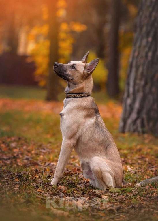 Собаки в Москве: Винни очень нужен дом  Мальчик, Бесплатно - фото 2