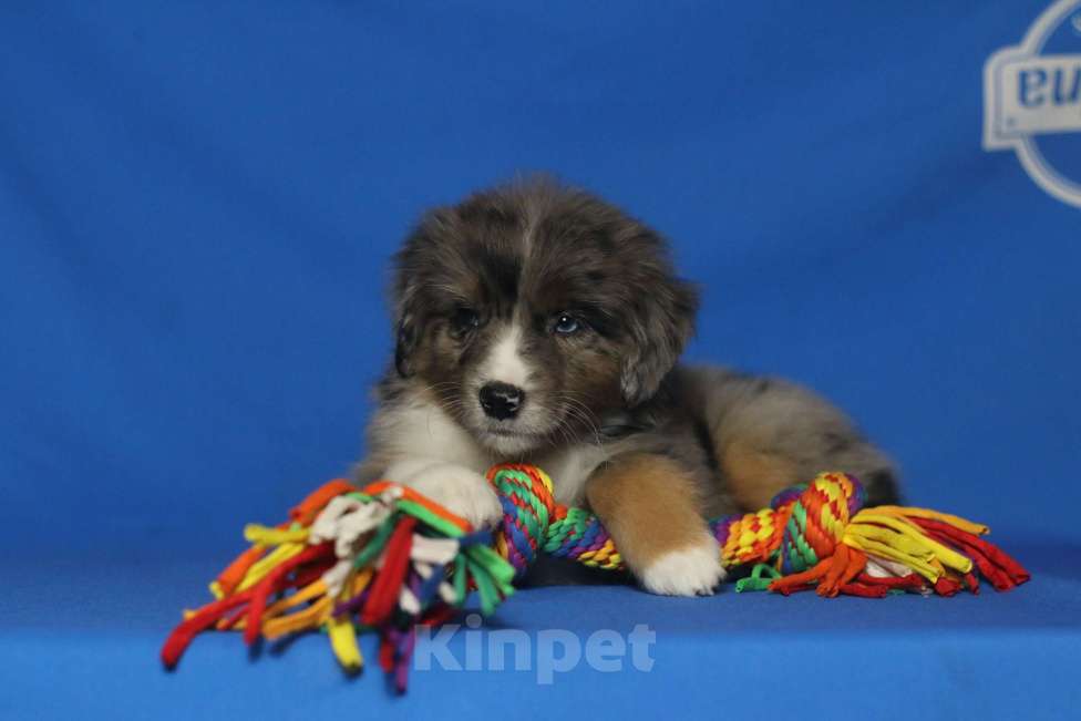 Собаки в Рязани: Щенки мас Разнополые, Бесплатно - фото 7