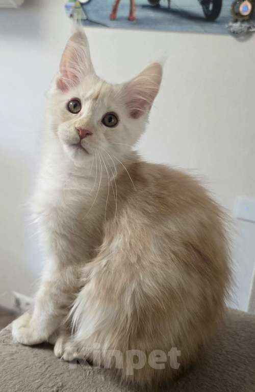 Кошки в Москве: Котята мейн-кун Мальчик, 25 000 руб. - фото 8