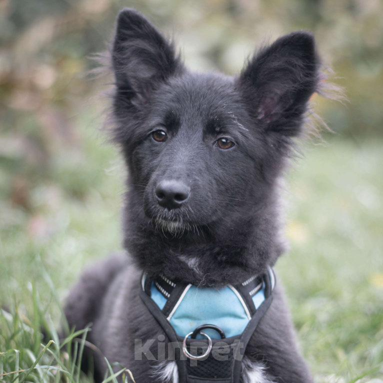 Собаки в Москве: Чили Девочка, Бесплатно - фото 3